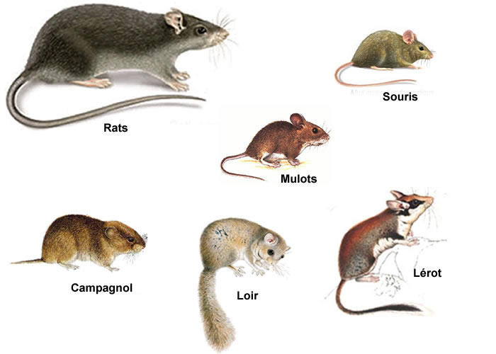 Dératisation Information sur les rongeurs France deratisation