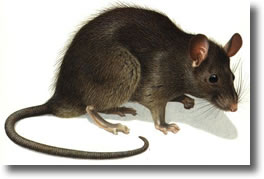 rat-noir-rattus-rattus rat-noir-rattus-rattus