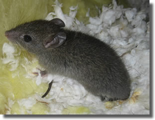 une souris dans son nid une souris dans son nid