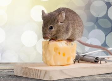 souris_sur_tapette souris_sur_tapette